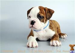 old english bulldog puppy posted by fancypuppystore