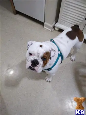 English Bulldog stud dog