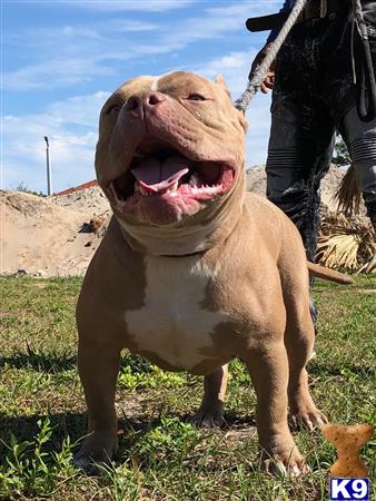 a american bully dog with its mouth open