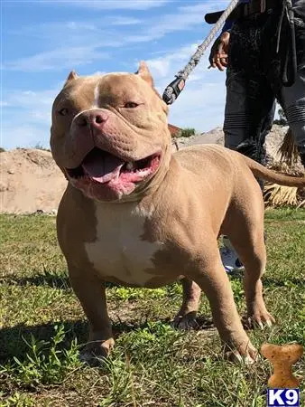 American Bully stud dog