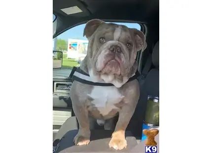 English Bulldog