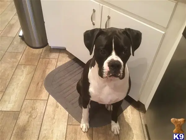 Boxer stud dog