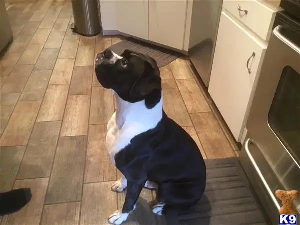 Boxer stud dog