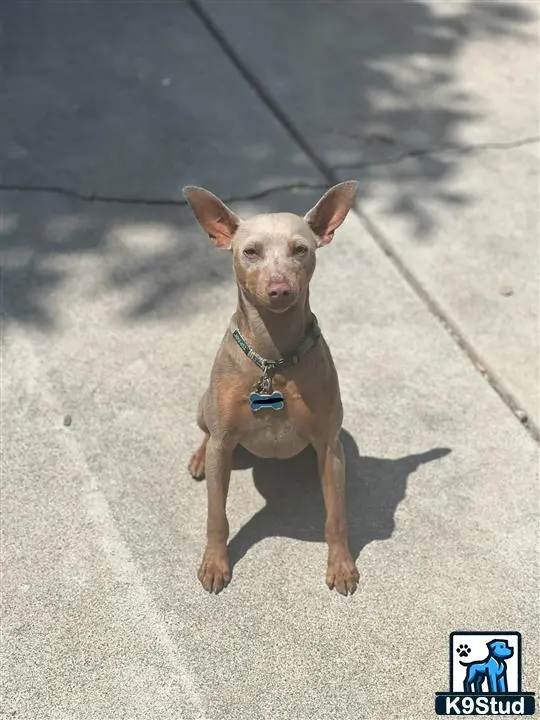 Miniature Pinscher stud dog: a miniature pinscher dog sitting on the ground