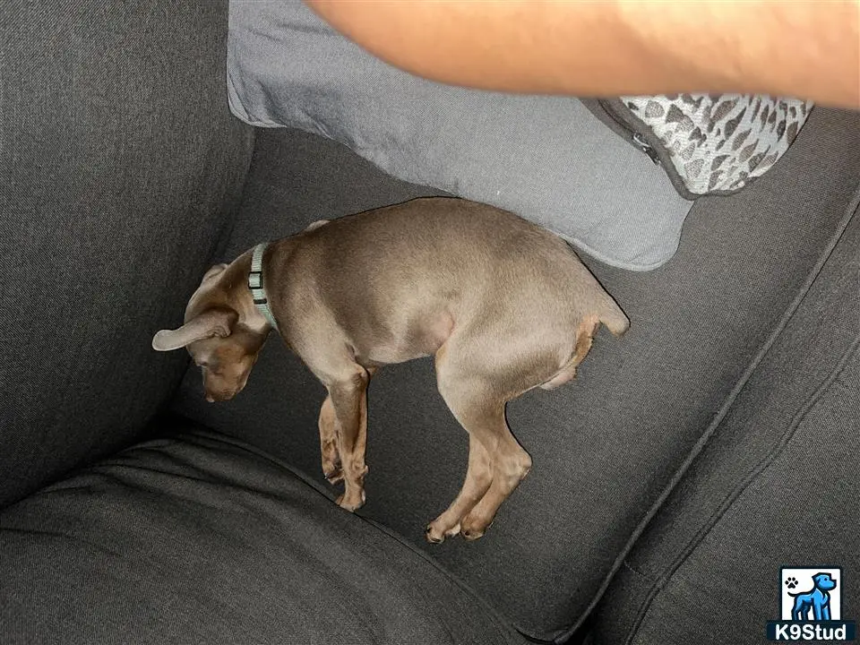 Miniature Pinscher stud dog: a miniature pinscher dog lying on a persons lap