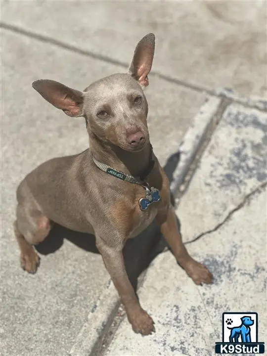 Miniature Pinscher stud dog: a miniature pinscher dog running on a sidewalk