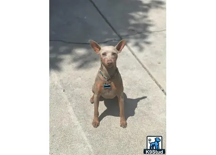 Miniature Pinscher stud dog: a miniature pinscher dog sitting on the ground