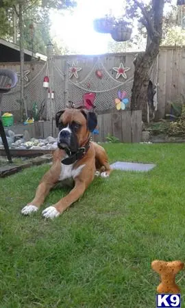 Boxer female dog