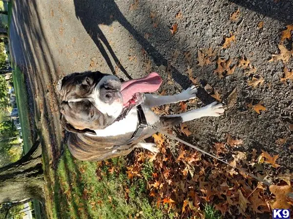 Boxer stud dog