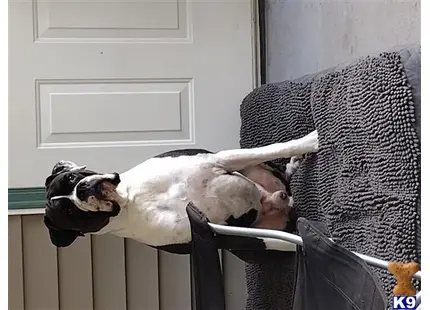 a boxer dog lying on a chair