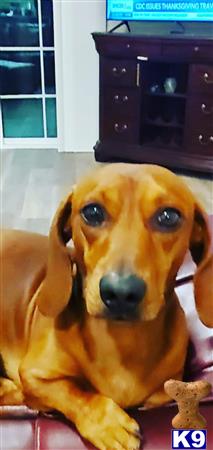 a dachshund dog with a stuffed animal