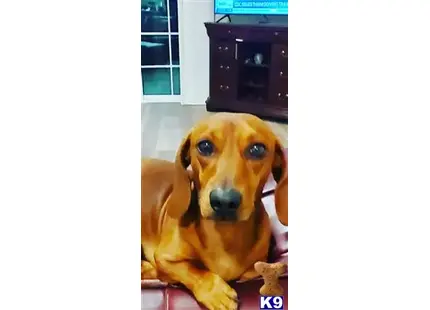 Dachshund