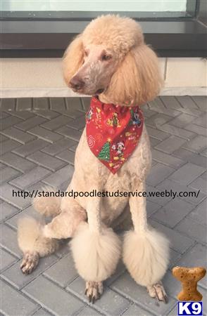 Poodle dog for sale: Cream-colored Poodle wearing a festive red bandana, sitting elegantly