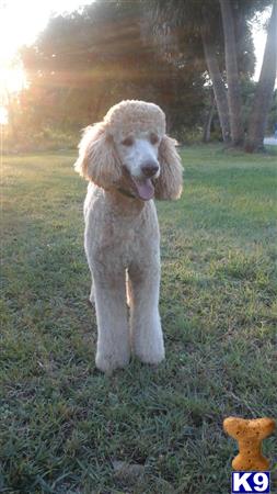 Poodle dog for sale: Light-colored Poodle standing in a grassy field at sunset