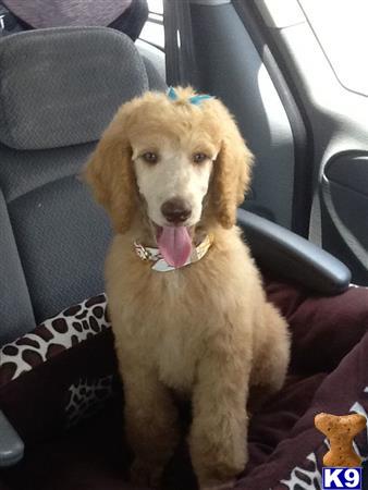 Poodle dog for sale: Light brown Poodle sitting in a car with a blue bow