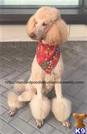 Poodle dog for sale: Cream-colored Poodle wearing a festive red bandana, sitting elegantly