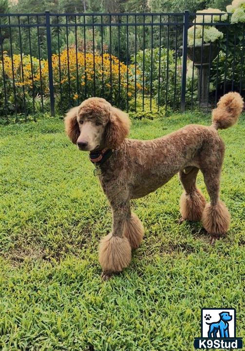 a poodle dog jumping in the air