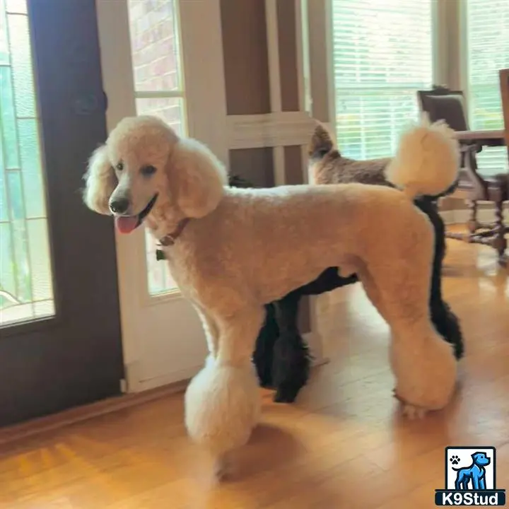 Poodle stud dog