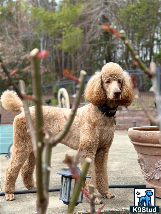 a poodle dog standing on a sidewalk