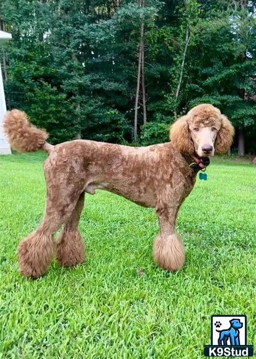 Poodle stud dog