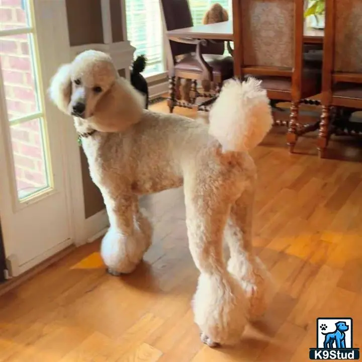 Poodle stud dog