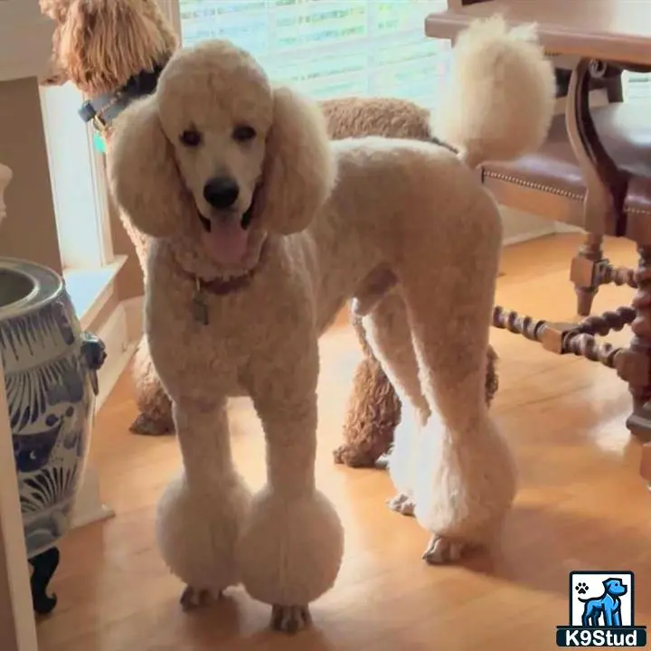 Poodle stud dog