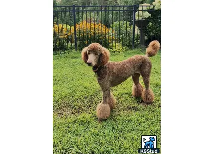 Poodle puppy for sale