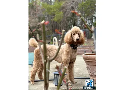 a poodle dog standing on a sidewalk