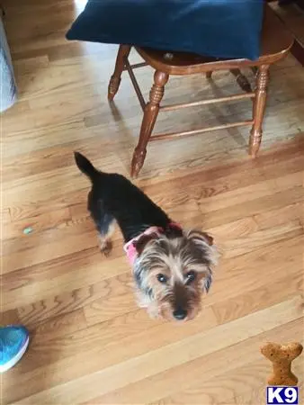 Yorkshire Terrier female dog