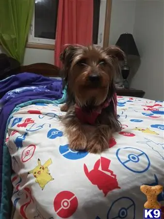 Yorkshire Terrier female dog