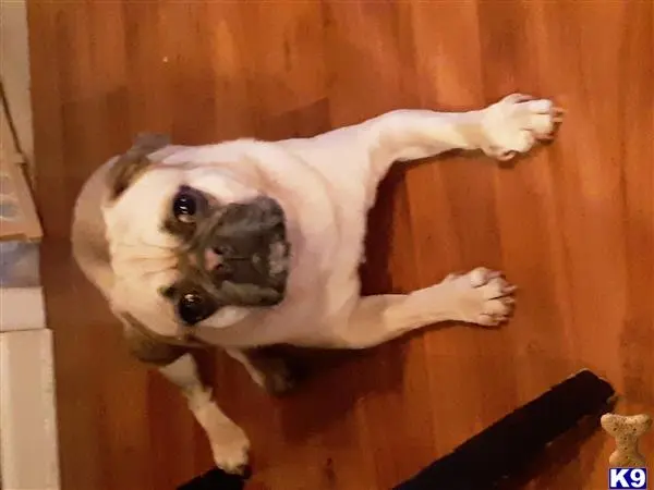 Pug stud dog: a pug dog lying on a wood floor