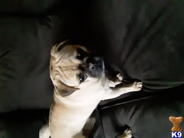 Pug stud dog: a pug dog holding a cat