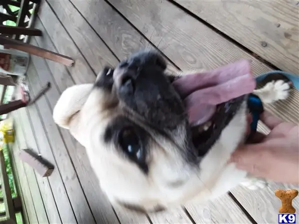 Pug stud dog: a pug dog with its tongue out