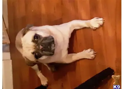 Pug stud dog: a pug dog lying on a wood floor