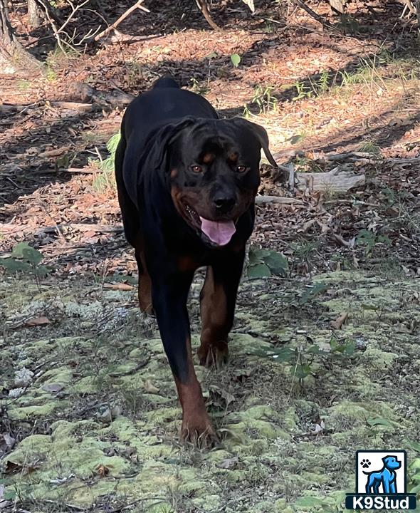 a rottweiler dog standing in the dirt