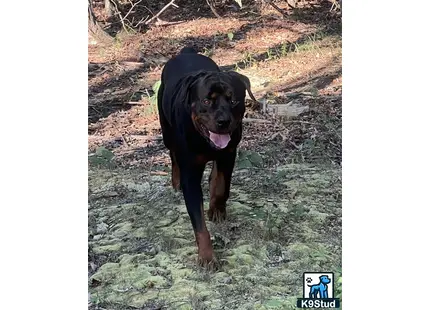 a rottweiler dog standing in the dirt