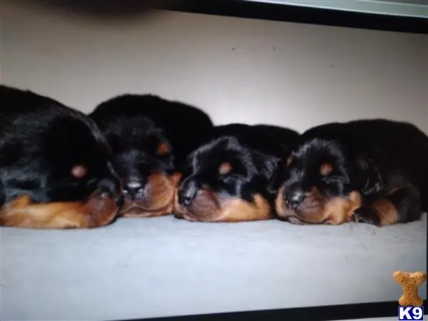 Rottweiler puppy for sale