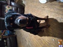 rottweiler puppy posted by femmeartist51