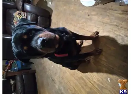 Rottweiler