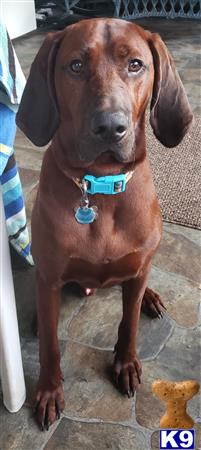 Redbone Coonhound