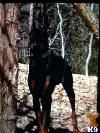 Doberman Pinscher