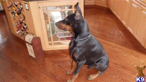 Doberman Pinscher stud dog