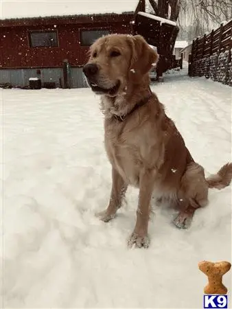 Golden Retriever stud dog