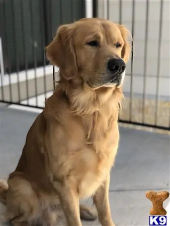 Golden Retriever stud dog