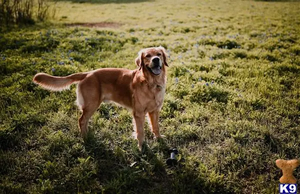 Golden Retriever stud dog