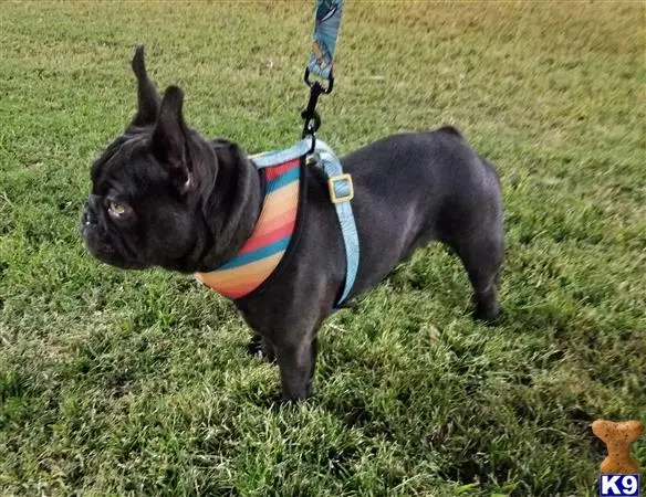 French Bulldog stud dog