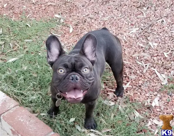 French Bulldog stud dog