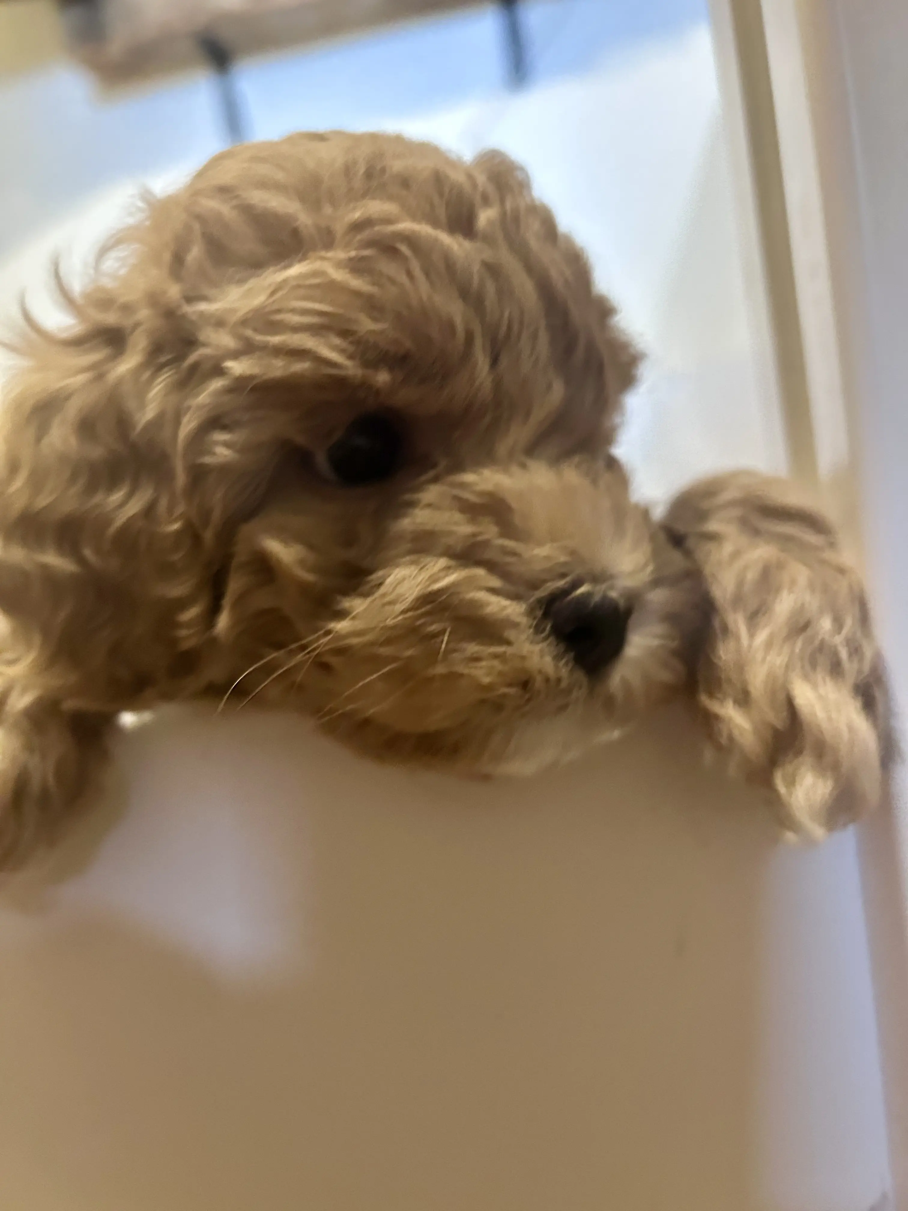 Cavapoo puppy for sale: Fluffy light brown Cavapoo puppy resting its chin on a surface
