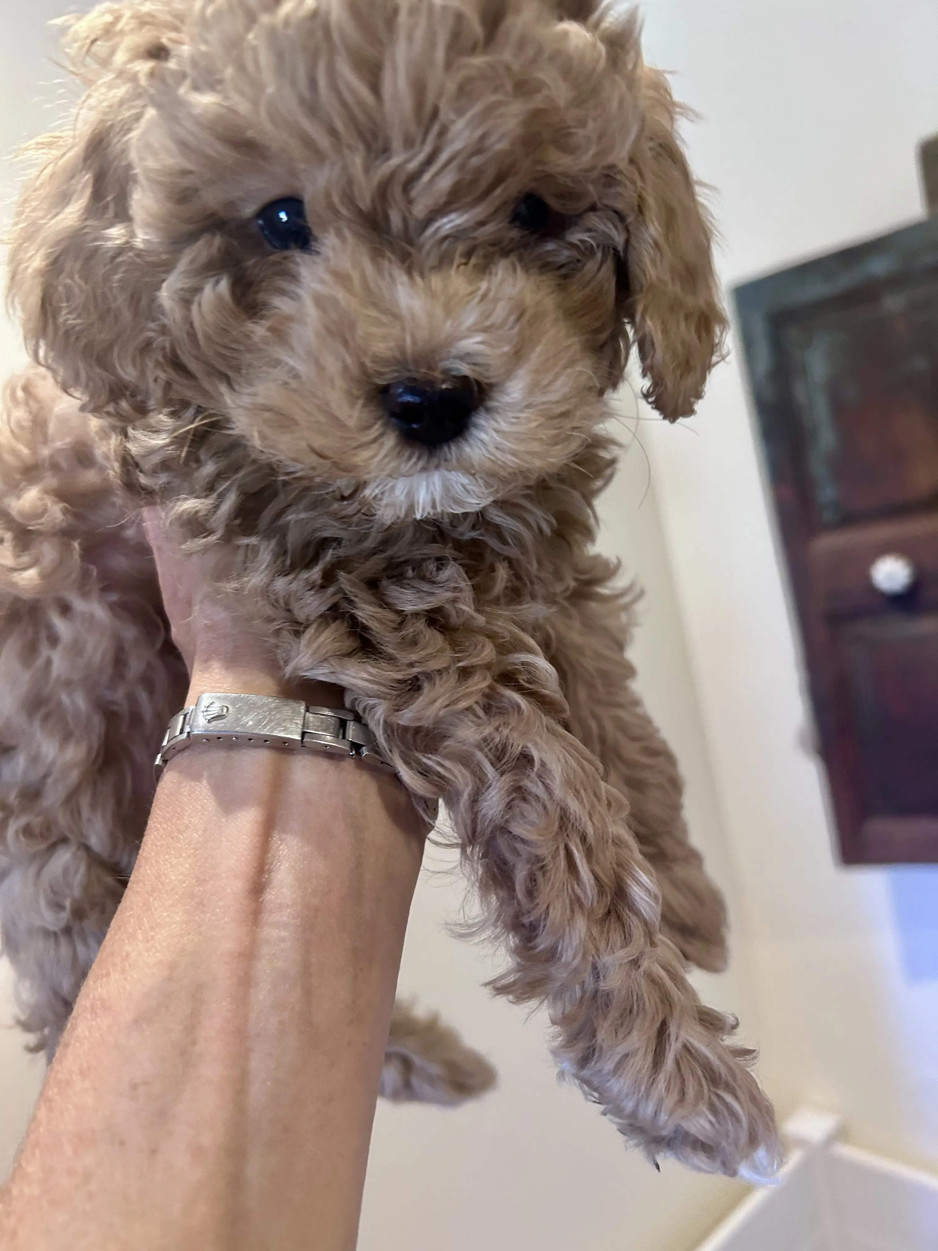 Cavapoo puppy for sale: Fluffy light brown Cavapoo puppy being held in a hand