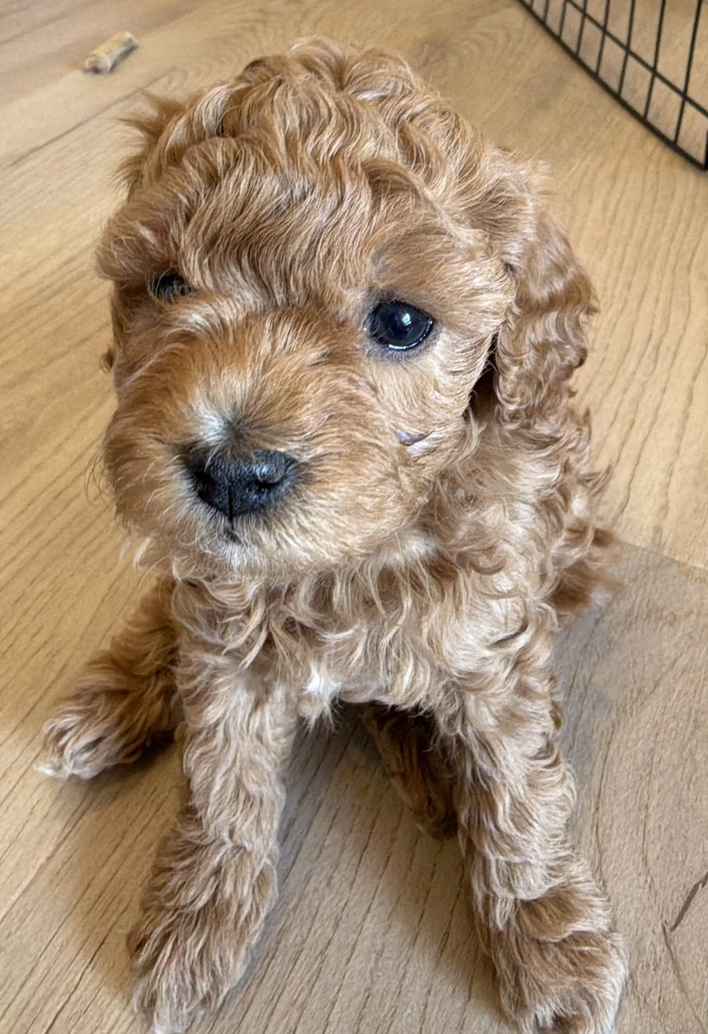 Cavapoo puppy for sale: Curly, apricot Cavapoo puppy sitting on wooden floor